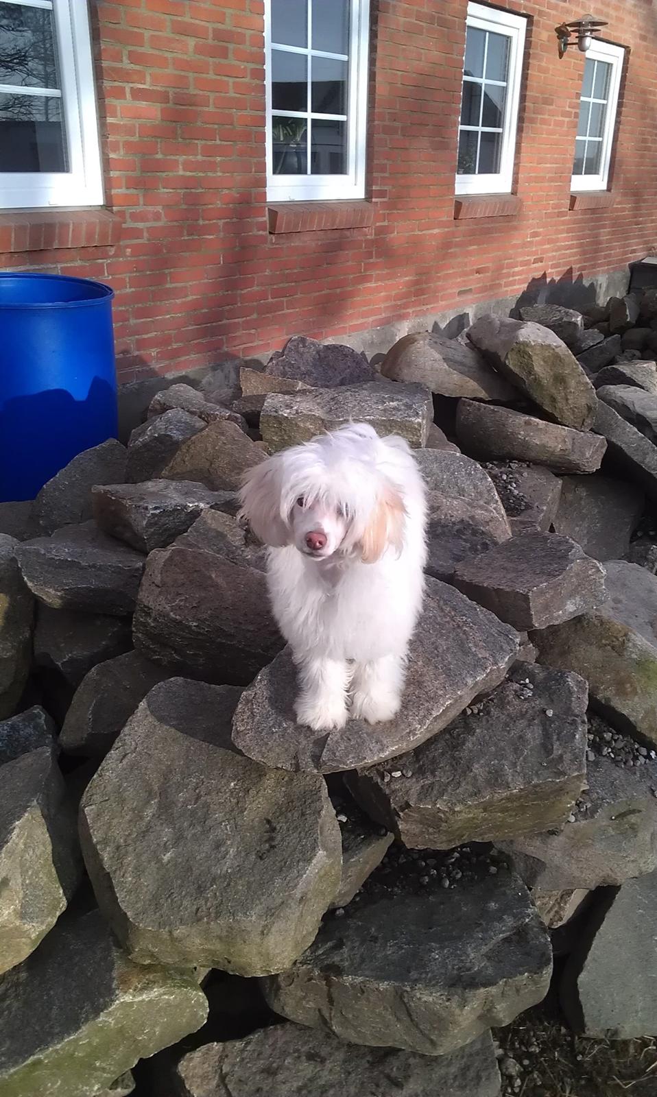 Chinese crested powder puff Bai billede 6