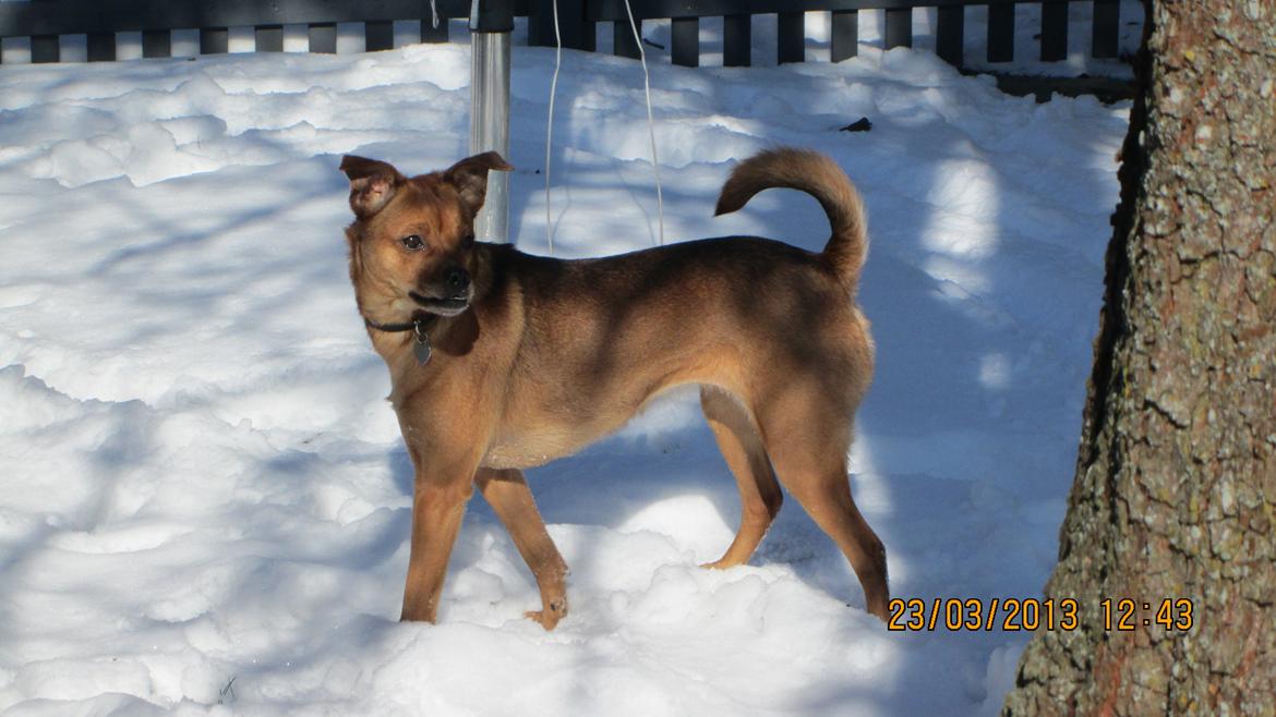 Blanding af racer Bella Vista <3 - Smukke Bella Vista i sommer vinteren billede 1