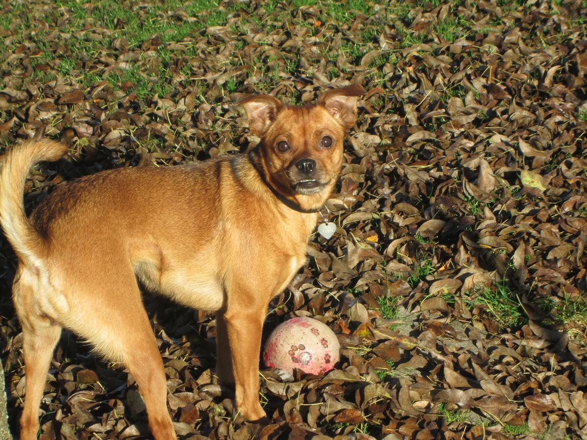 Blanding af racer Bella Vista <3 - Smukke Bella, i sommer solen. billede 2