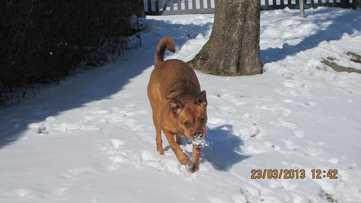 Blanding af racer Bella Vista <3 - Bella Vista i sneen <3 billede 5