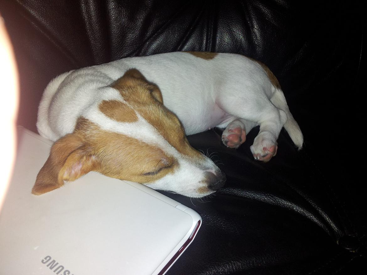 Jack russell terrier Maggie - ja det er hårdt at spille computer :P billede 6