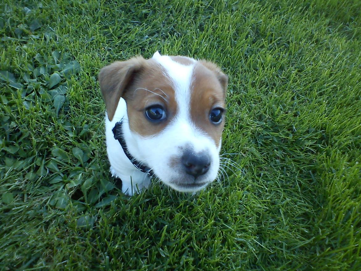 Jack russell terrier Maggie - første gang Maggie er med ude på græsset helt alene, uden moar. billede 7