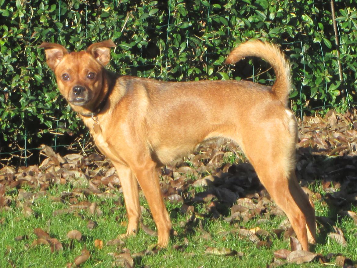 Blanding af racer Bella Vista <3 - Bella i sommer solen <3 billede 6