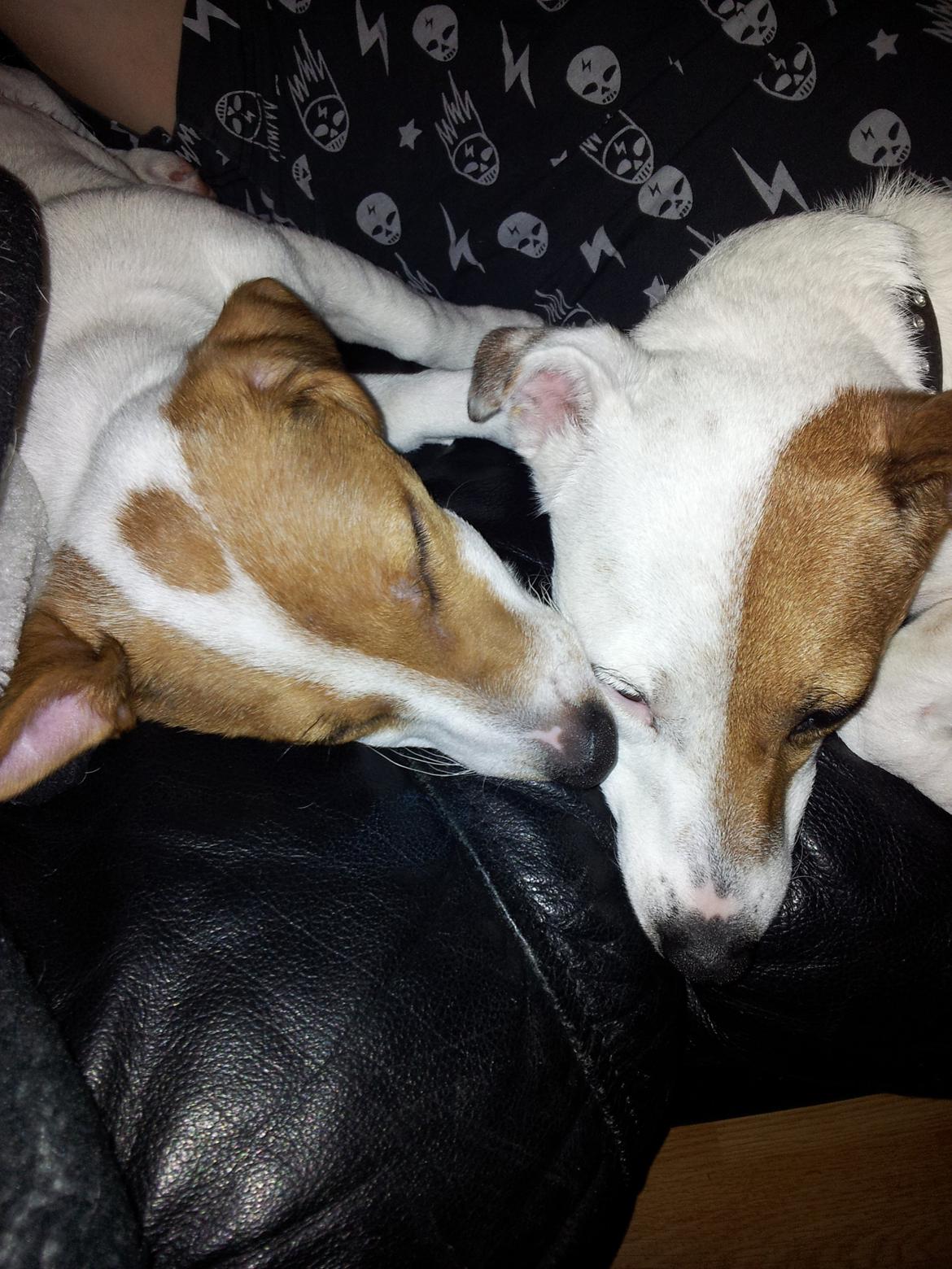 Jack russell terrier Maggie - hygge stund.. <3 billede 8
