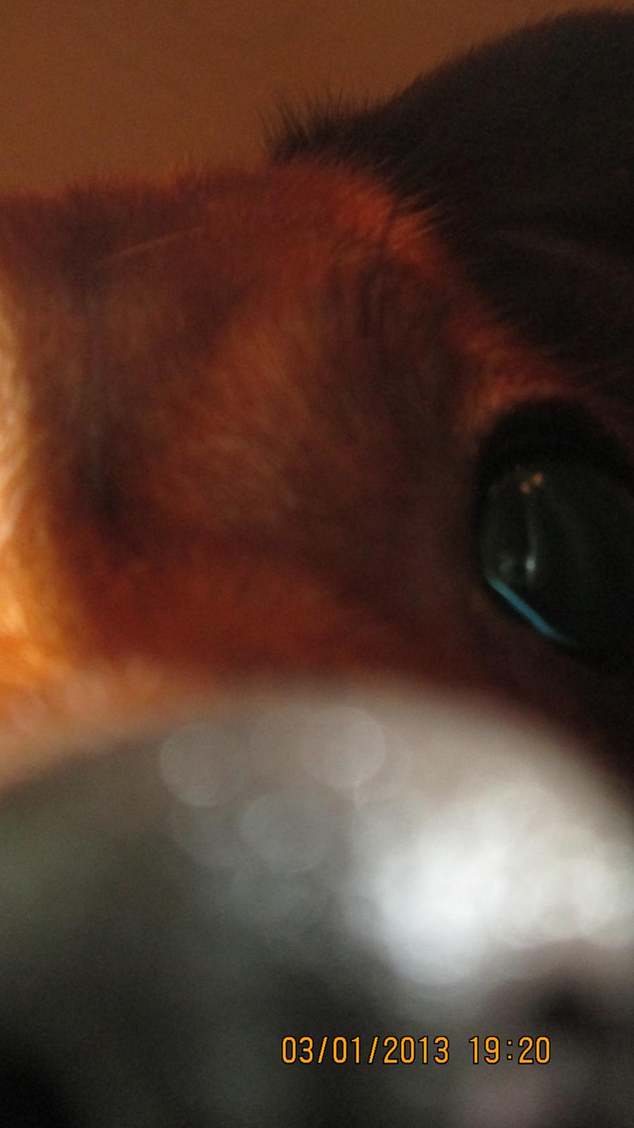 Blanding af racer Bella Vista <3 - Der var en snude <3 billede 7