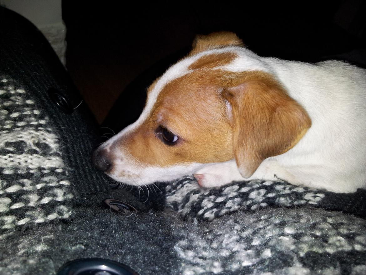 Jack russell terrier Maggie billede 9