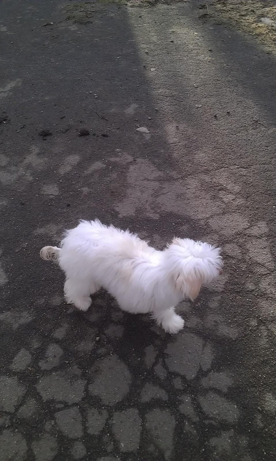 Chinese crested powder puff Bai billede 7