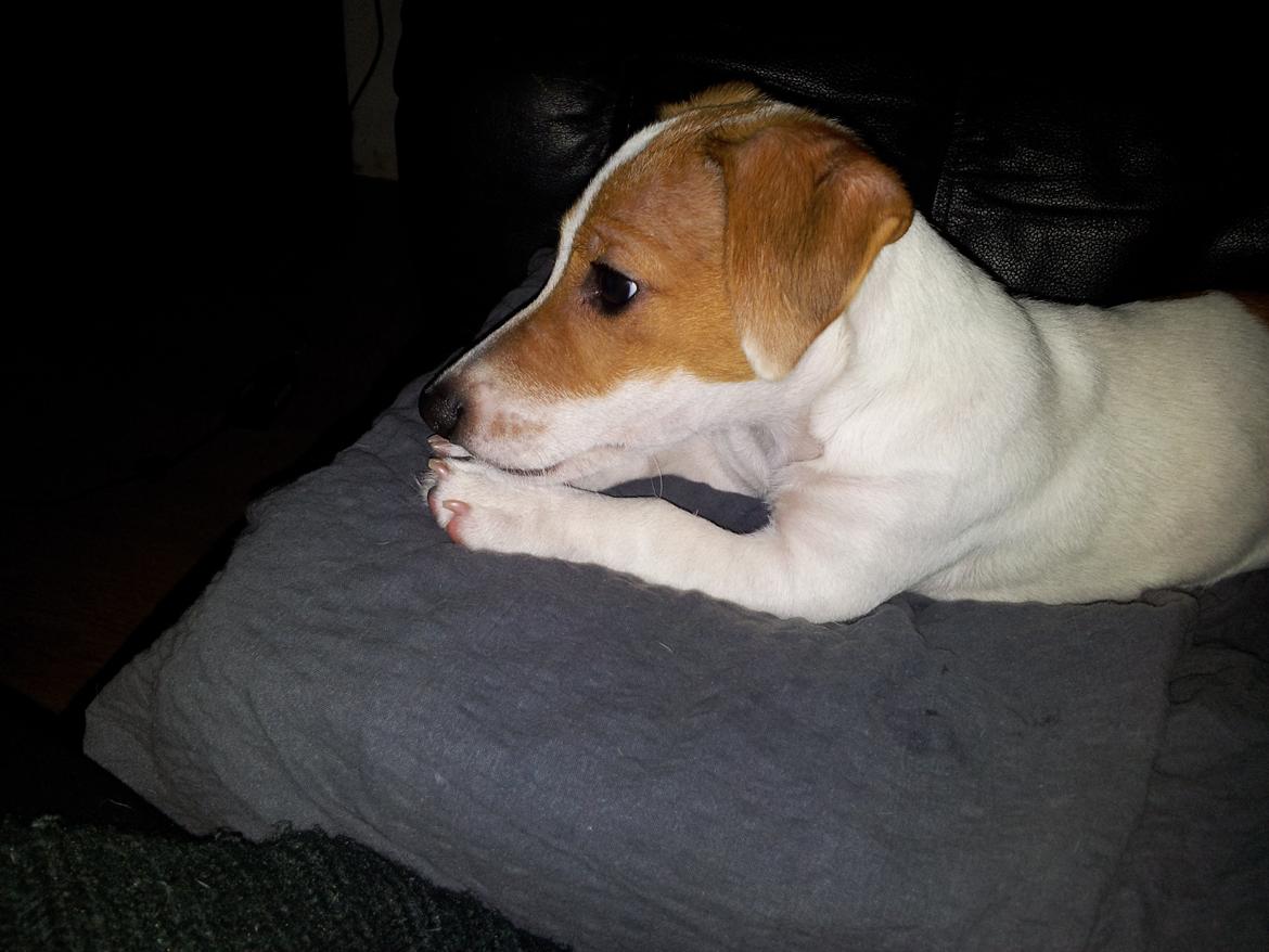 Jack russell terrier Maggie billede 10