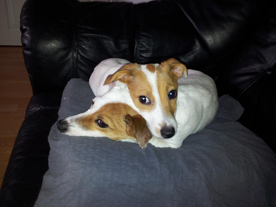 Jack russell terrier Maggie - det er SÅ dejligt at putte med mor.. billede 11