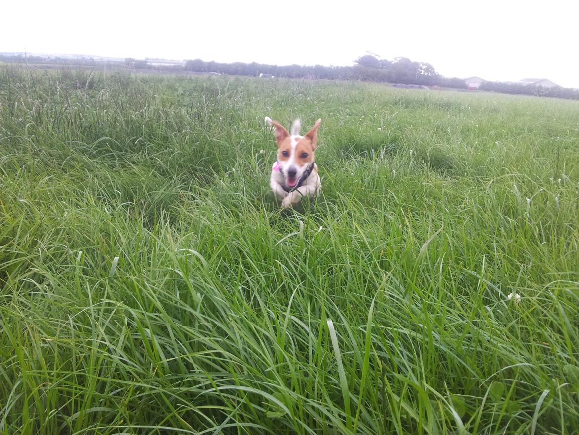 Jack russell terrier Maggie - tjuhej hvor det går.. ! billede 12