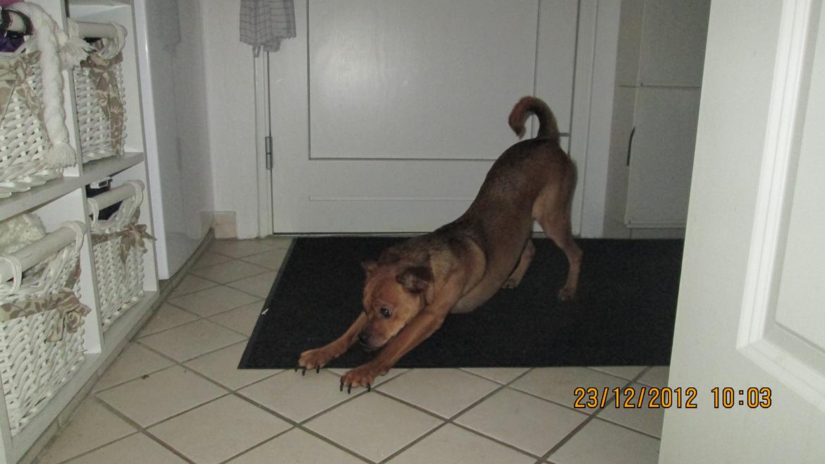 Blanding af racer Bella Vista <3 - Strække ud øvelser vi laver hver morgen <33 billede 8