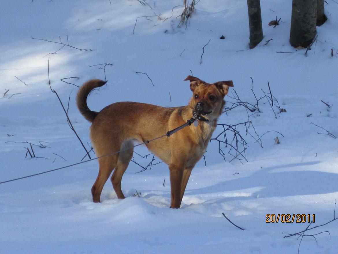 Blanding af racer Bella Vista <3 - Fotomodel i sneen <33 billede 9