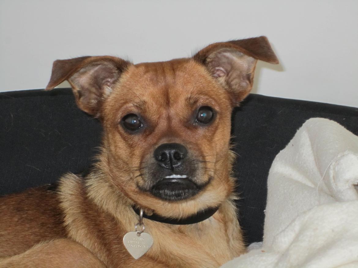 Blanding af racer Bella Vista <3 - Mere Fotomodel billede 4