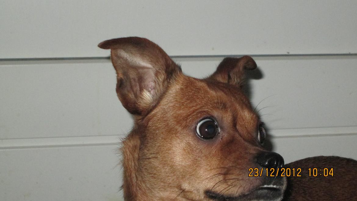 Blanding af racer Bella Vista <3 - Hvad er mon det? <3 billede 10