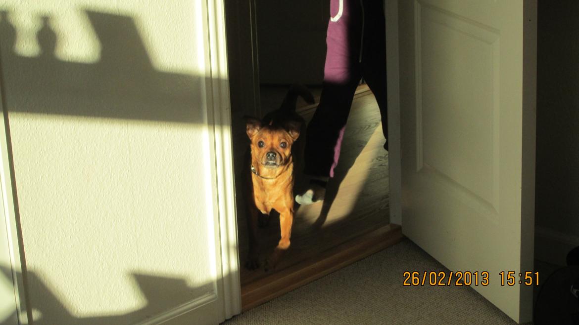 Blanding af racer Bella Vista <3 - Der var du <33 billede 11