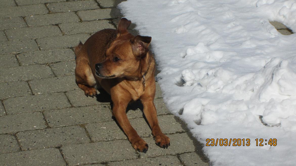 Blanding af racer Bella Vista <3 - Bella i vinter sneen  billede 12