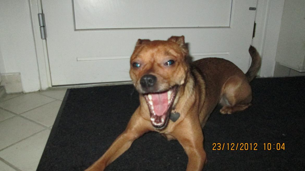 Blanding af racer Bella Vista <3 - HJÆLP!! Der er en farlig løve i mit hjem <3 billede 13