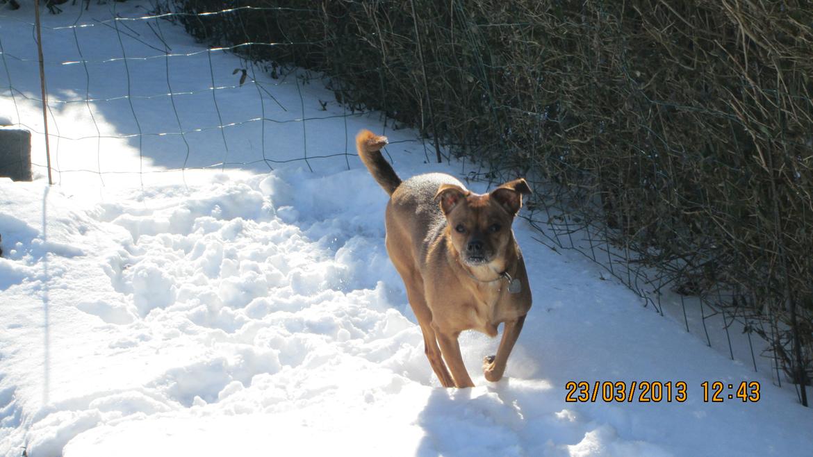 Blanding af racer Bella Vista <3 - Bella i fuld fart <33 billede 14