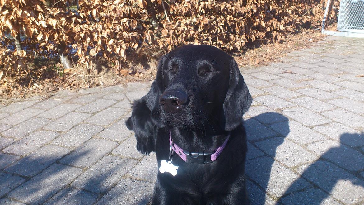 Flat coated retriever Tanima Flatcoats Bumble Bee | Beah - Beah-vuf på sin 2-års fødselsdag :) billede 3