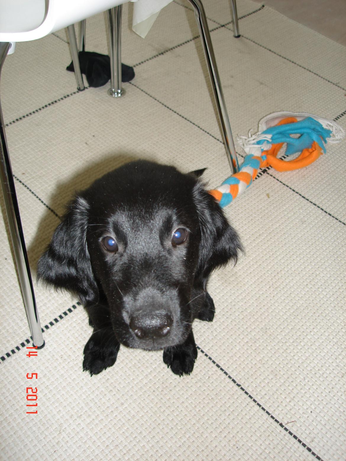 Flat coated retriever Tanima Flatcoats Bumble Bee | Beah - Årh, hvem kan stå for det ansigt? :')<3 billede 9