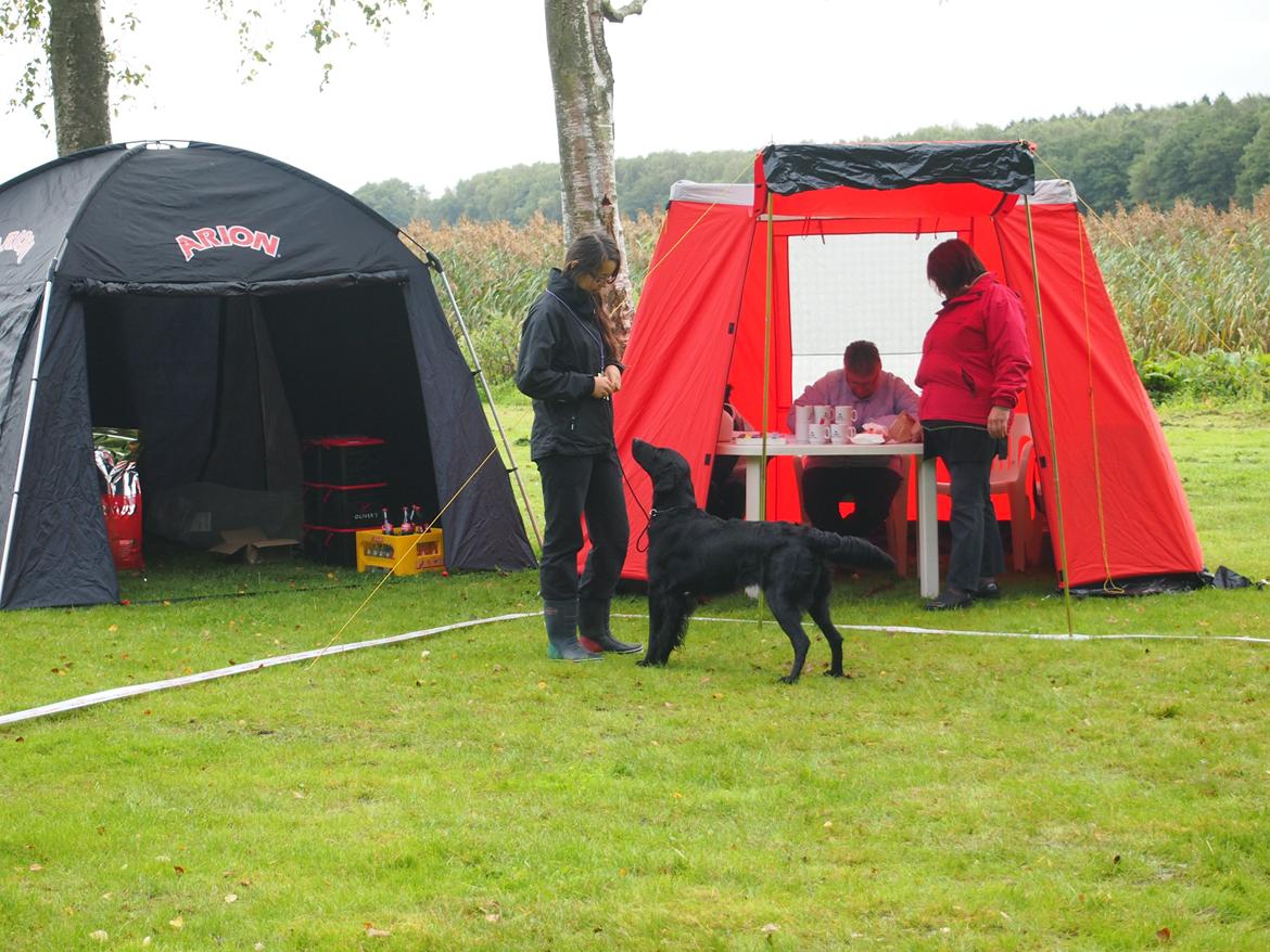 Flat coated retriever Tanima Flatcoats Bumble Bee | Beah - Lækker hund til skue ^^ billede 15