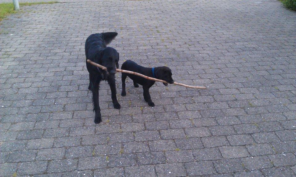 Flat coated retriever Tanima Flatcoats Bumble Bee | Beah - Beah deler lige en pind sin ven Tango :) billede 14