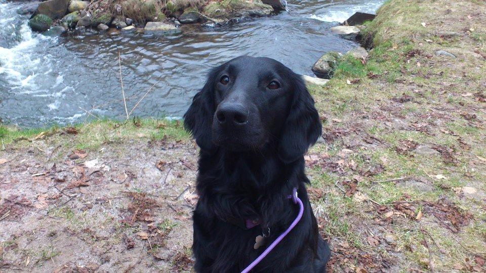 Flat coated retriever Tanima Flatcoats Bumble Bee | Beah - Efter træning på Vilhelmsborg - hun trænger dog til en lille klipning ;) billede 16