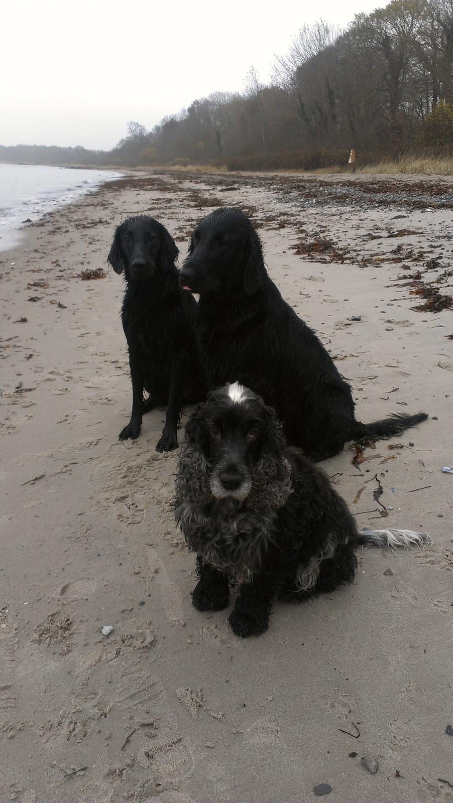 Flat coated retriever Tanima Flatcoats Bumble Bee | Beah - Beah med sine bedste venner; helsøster Asta/TF Breaking Waves og "tante" Inez på stranden :) billede 21