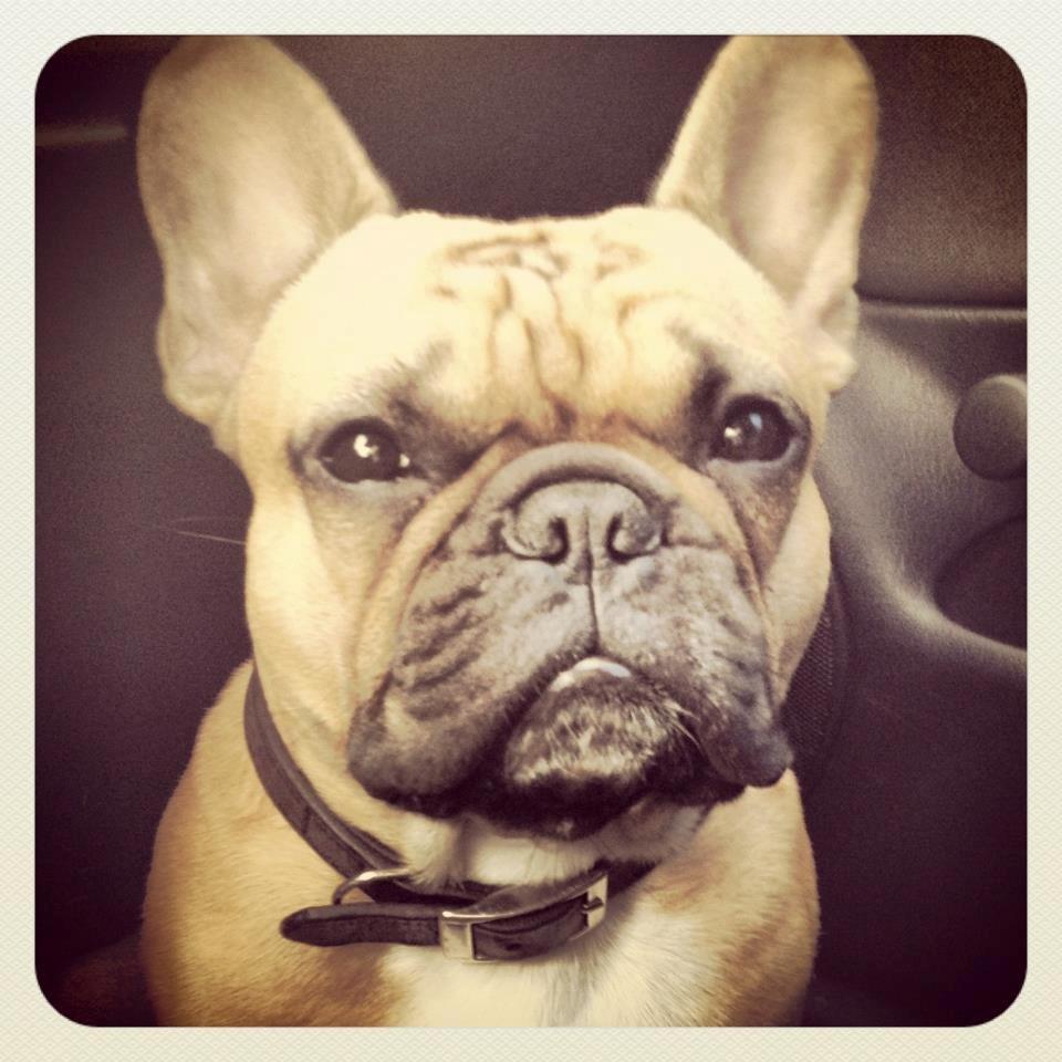 Fransk bulldog Kenzo billede 10