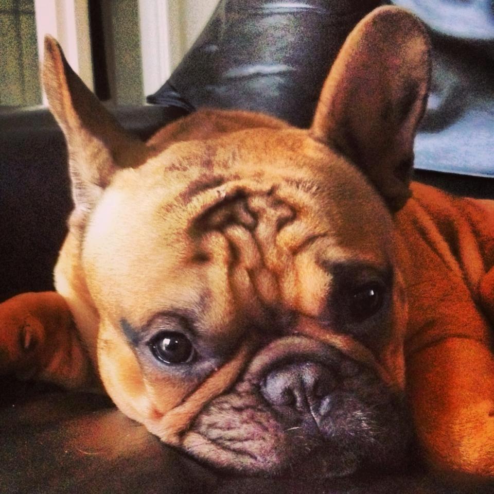 Fransk bulldog Kenzo billede 11