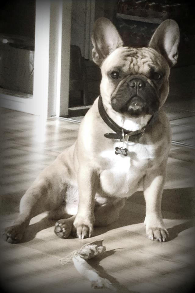 Fransk bulldog Kenzo billede 12