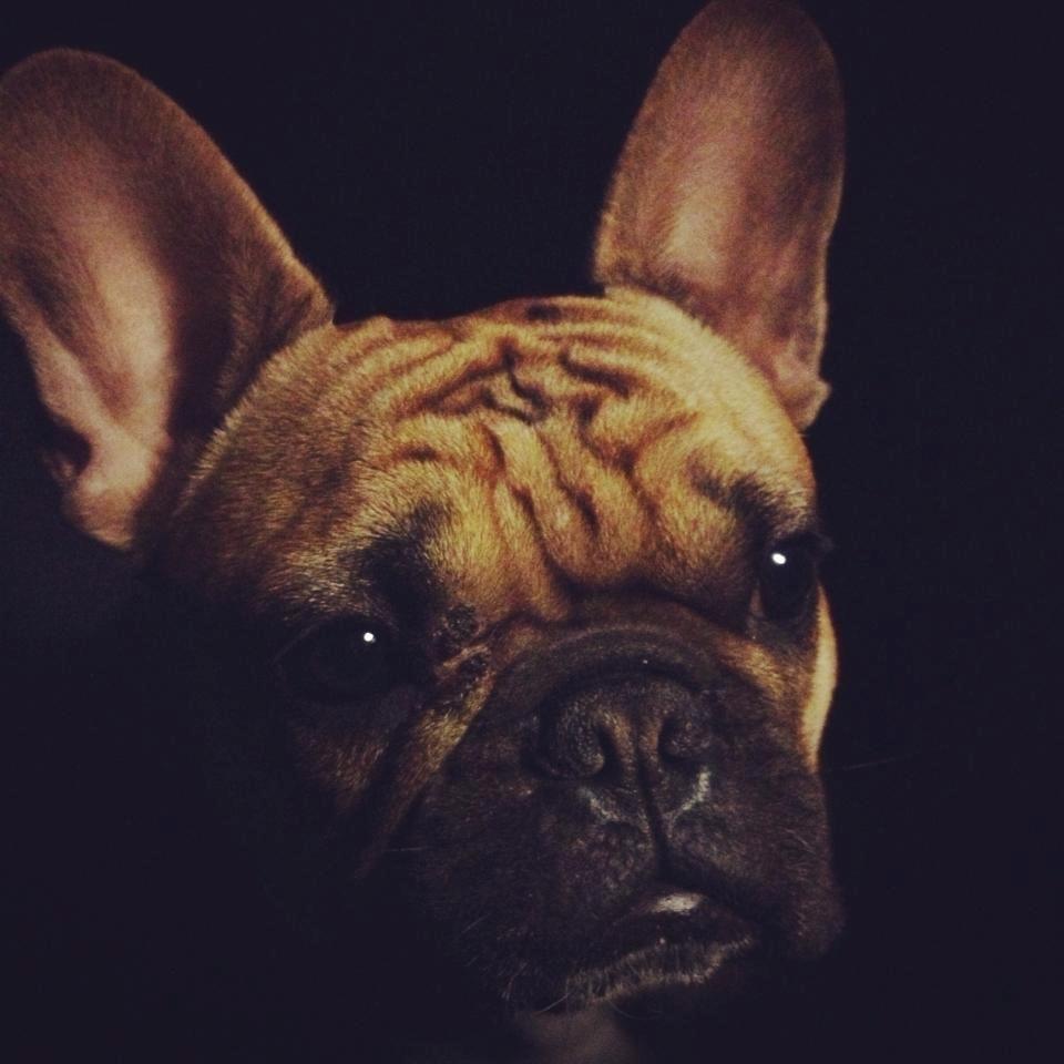 Fransk bulldog Kenzo billede 13