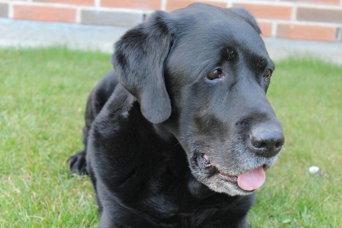 Labrador retriever Nunu <3 - En glad Vovse! <3 billede 2