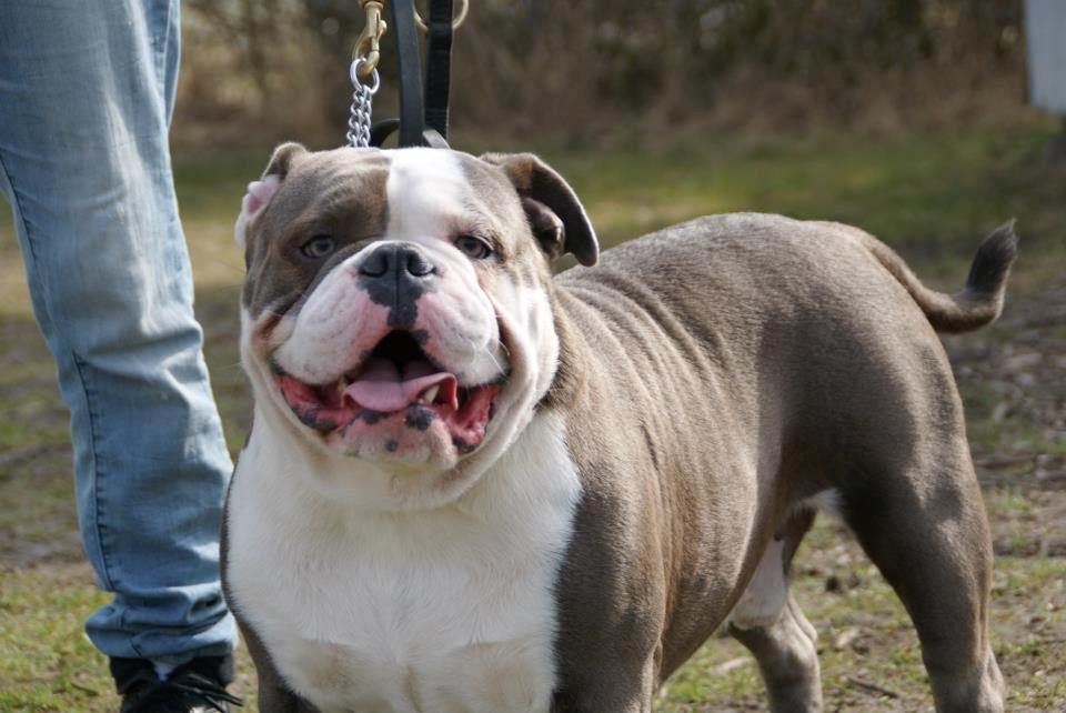 Olde english bulldogge Magnum von Frankenstein - Magnum d. 14.04.13 billede 2