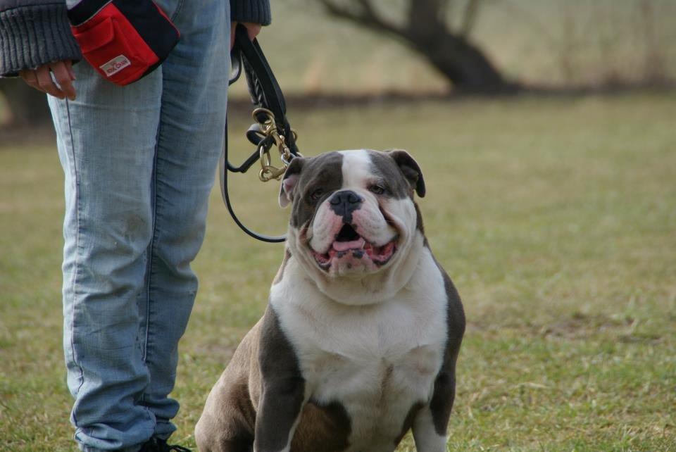 Olde english bulldogge Magnum von Frankenstein - Magnum d. 14.04.13 billede 3