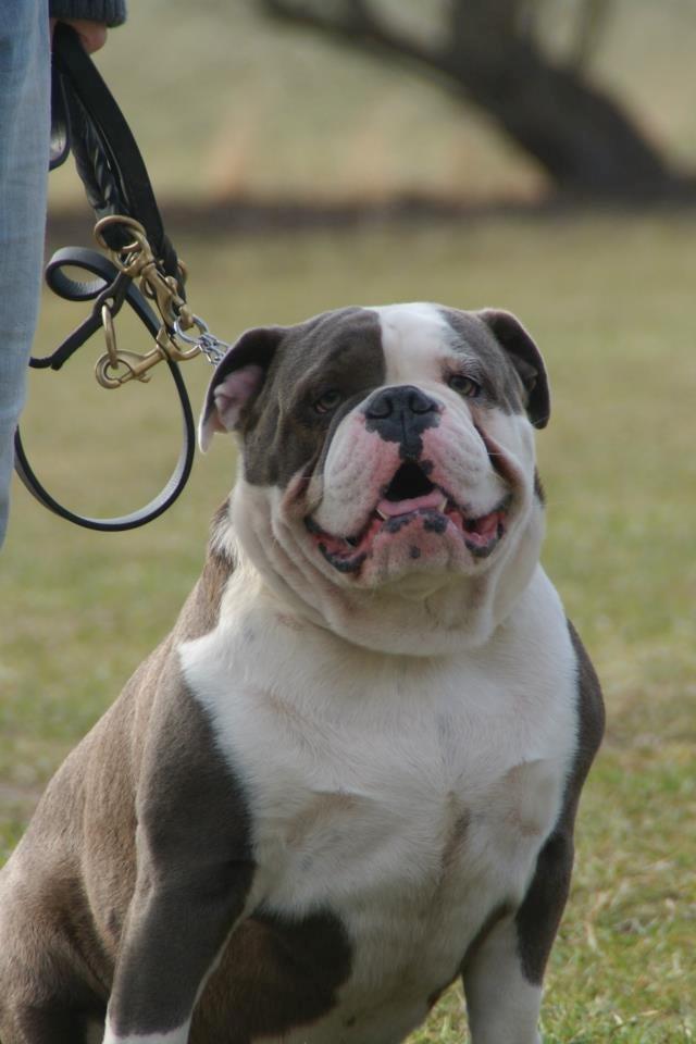 Olde english bulldogge Magnum von Frankenstein - Magnum d. 14.04.13 billede 1