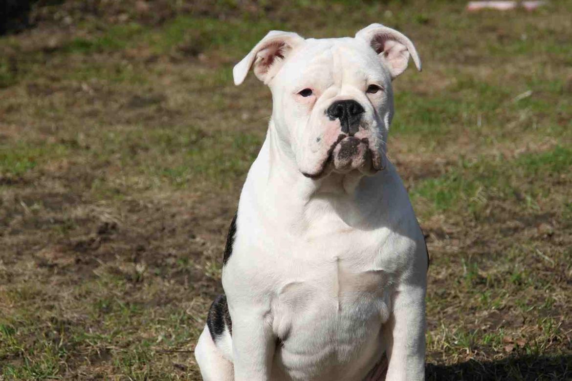 Olde english bulldogge Jaycee / Lindèns Madame Terror - Jaycee 17.04.13 billede 1