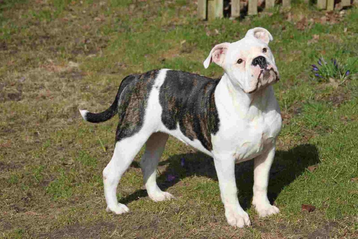 Olde english bulldogge Jaycee / Lindèns Madame Terror - Jaycee 17.04.13 billede 3