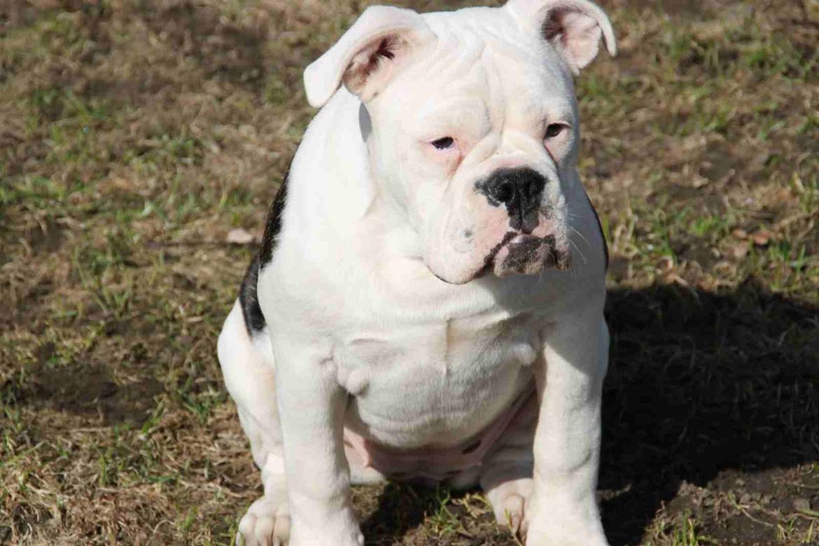 Olde english bulldogge Jaycee / Lindèns Madame Terror - Jaycee 17.04.13 billede 4