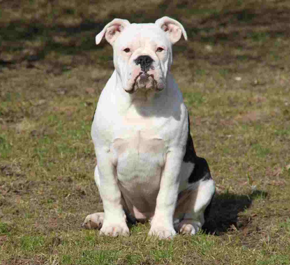 Olde english bulldogge Jaycee / Lindèns Madame Terror - Jaycee 17.04.13 billede 2