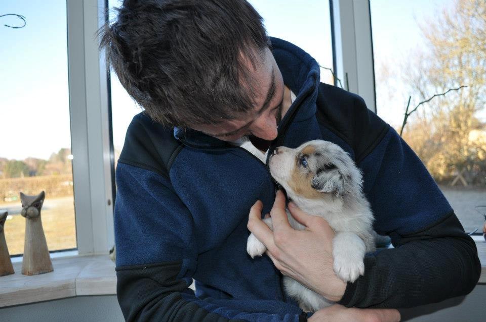 Australian shepherd Touch Of An Angel (Winterfell) - 31/3 13 - 5 uger gammel <3 billede 7