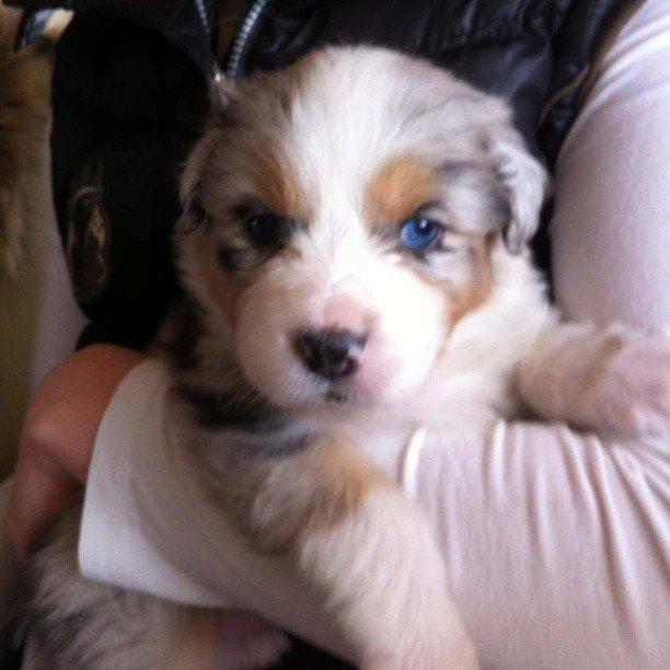 Australian shepherd Touch Of An Angel (Winterfell) billede 3