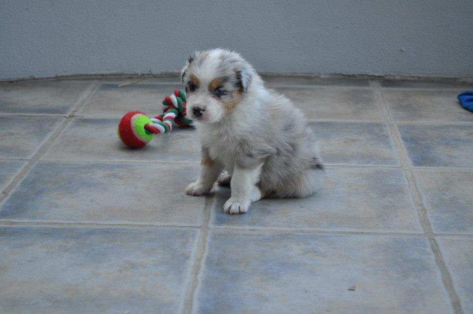 Australian shepherd Touch Of An Angel (Winterfell) - 31/3 13 - 5 uger gammel <3 billede 4