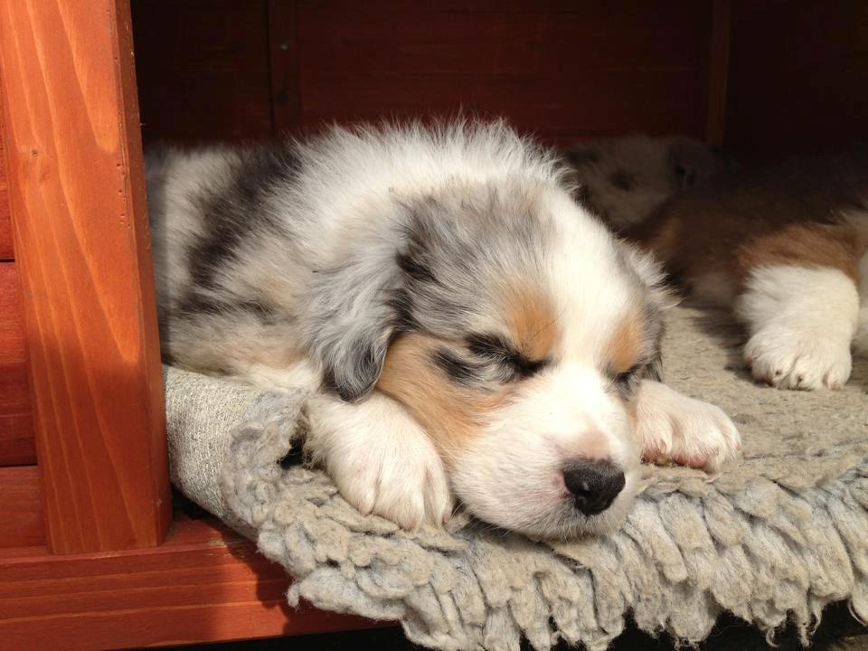 Australian shepherd Touch Of An Angel (Winterfell) - Lille pigen får en skraver i hundehuset <3 billede 2