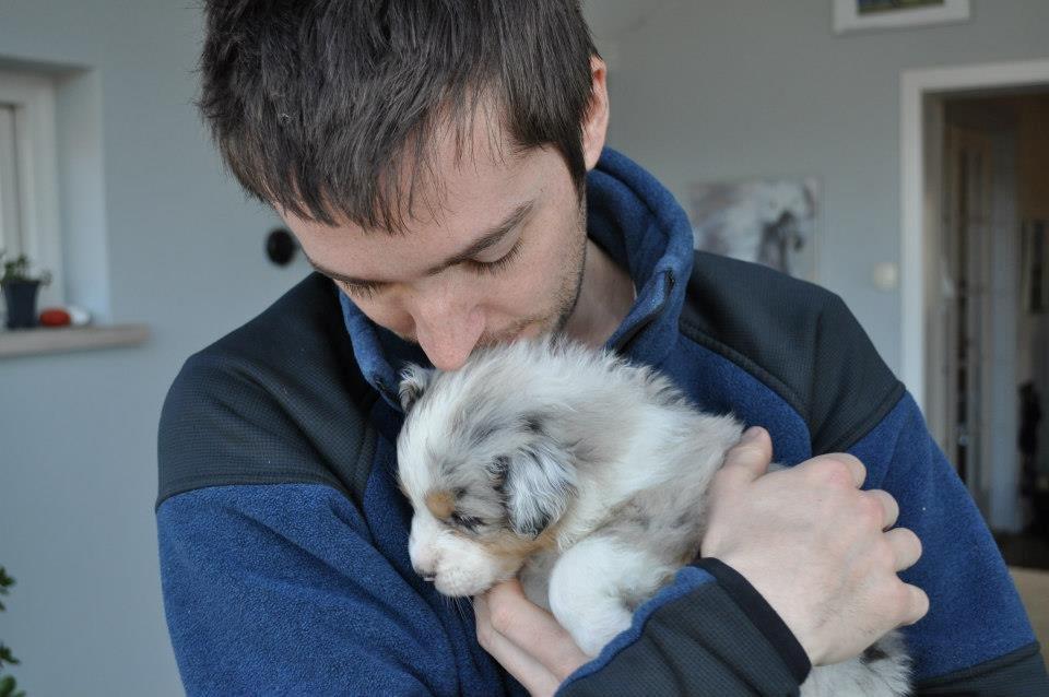 Australian shepherd Touch Of An Angel (Winterfell) - 31/3 13 - 5 uger gammel <3 billede 8
