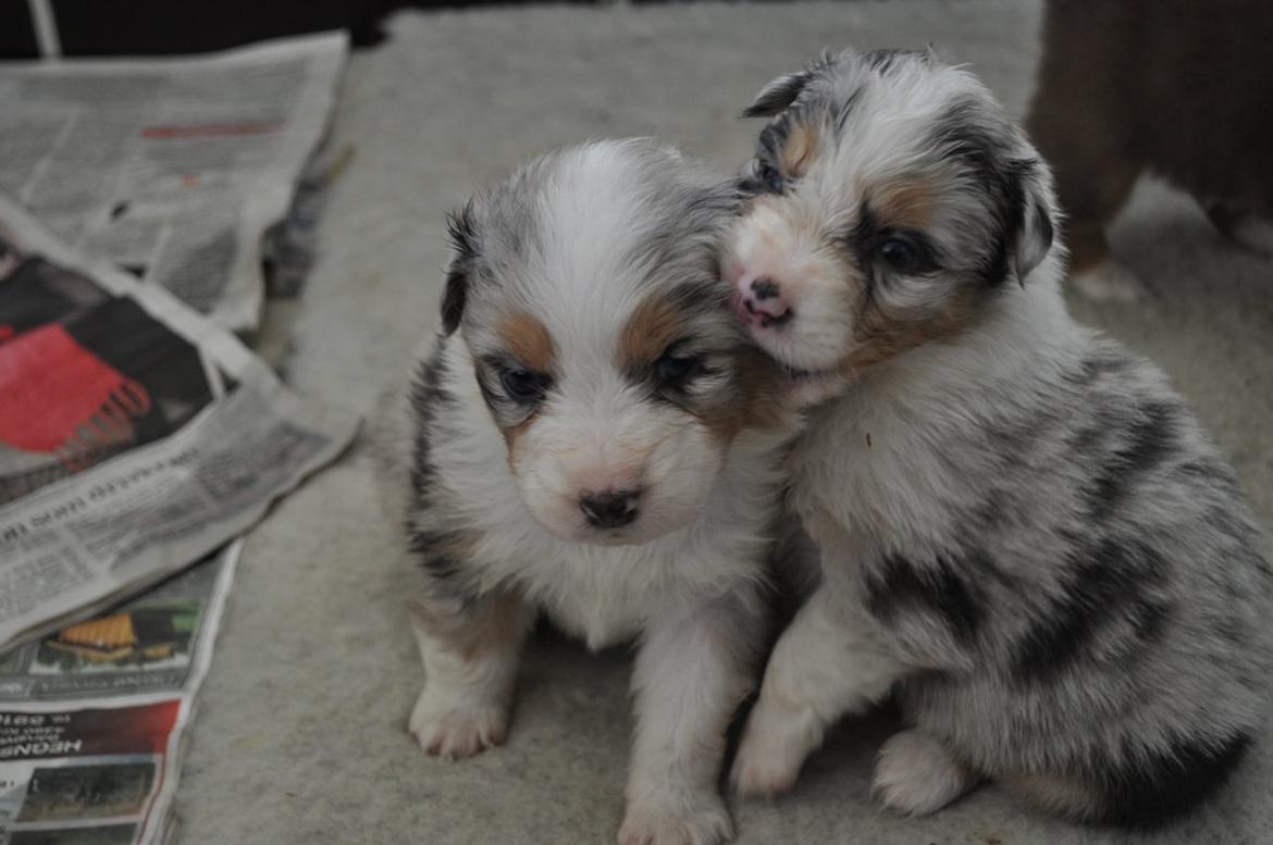 Australian shepherd Touch Of An Angel (Winterfell) billede 5