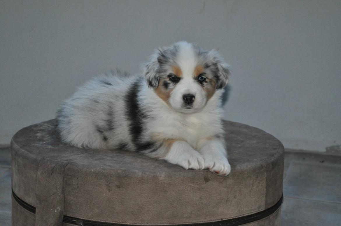 Australian shepherd Touch Of An Angel (Winterfell) billede 10