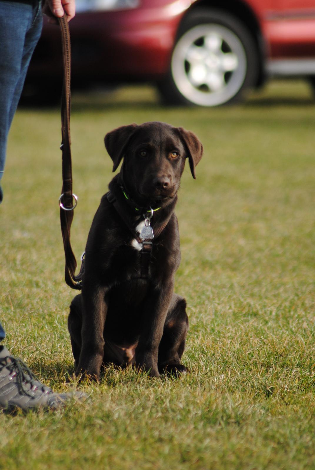 Blanding af racer Basse billede 10