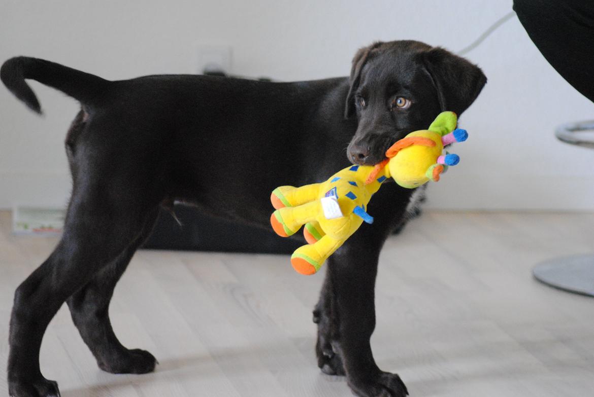 Blanding af racer Basse billede 13