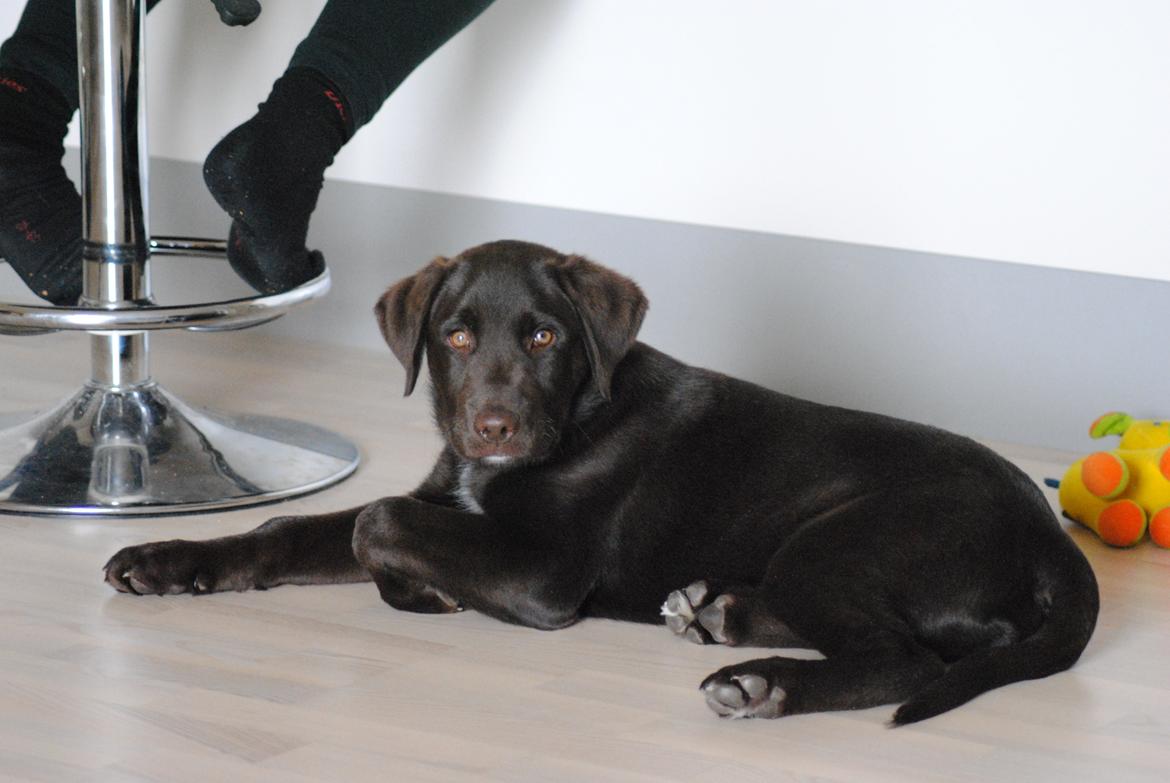 Blanding af racer Basse billede 17